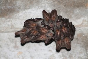 Lesser false vampire bats (Megaderma spasma)