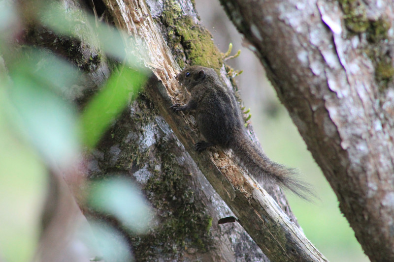 Dusky squirrel (Funambulus sublineatus)