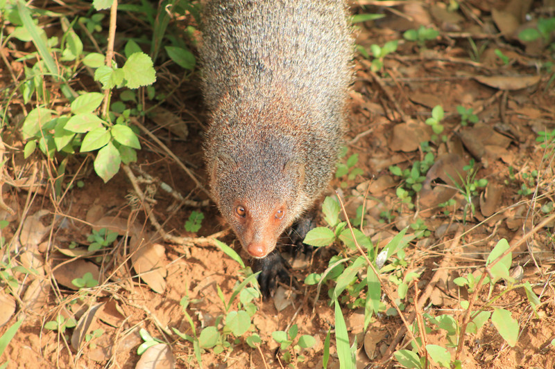 Ruddy mongoose (Herpestes smithii)