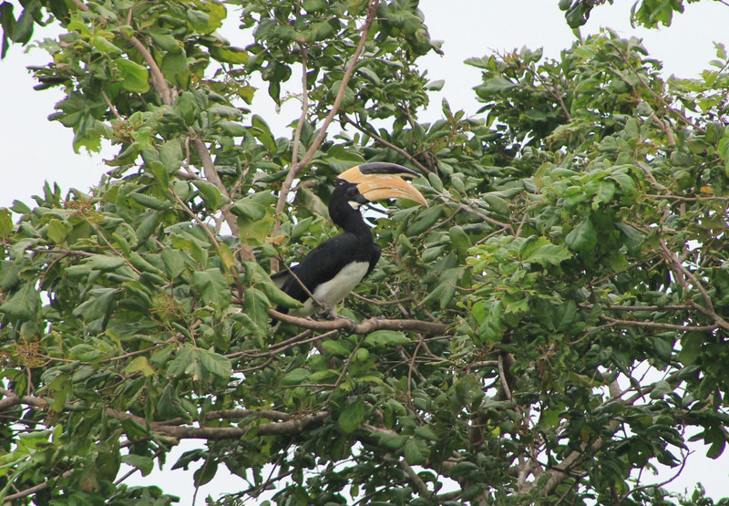 Malabar pied hornbill (Anthracoceros coronatus)