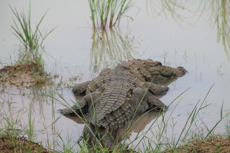 Mugger crocodile (Crocodylus palustris)