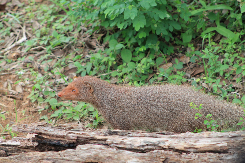 Ruddy mongoose (Herpestes smithii)