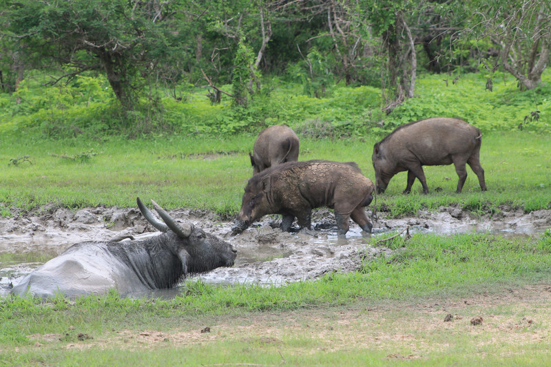 Water buffalo and wild pigs