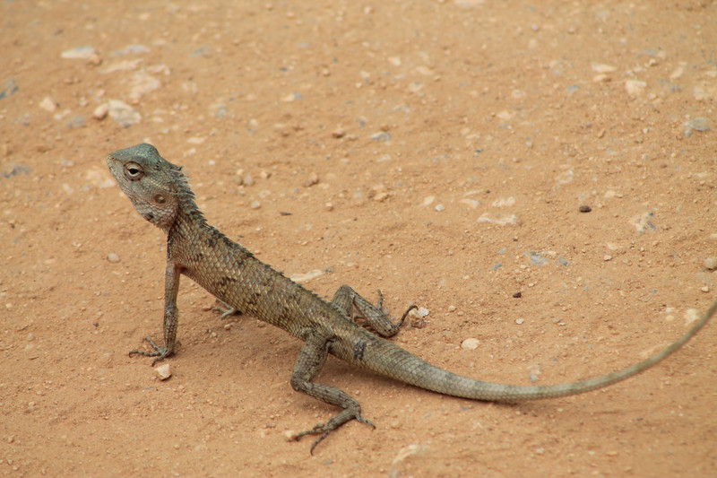 Changeable lizard (Calotes versicolor)