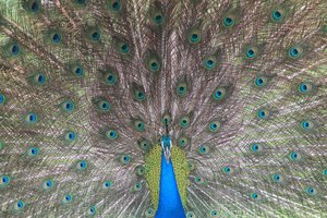 Blue peafowl (Pavo cristatus)