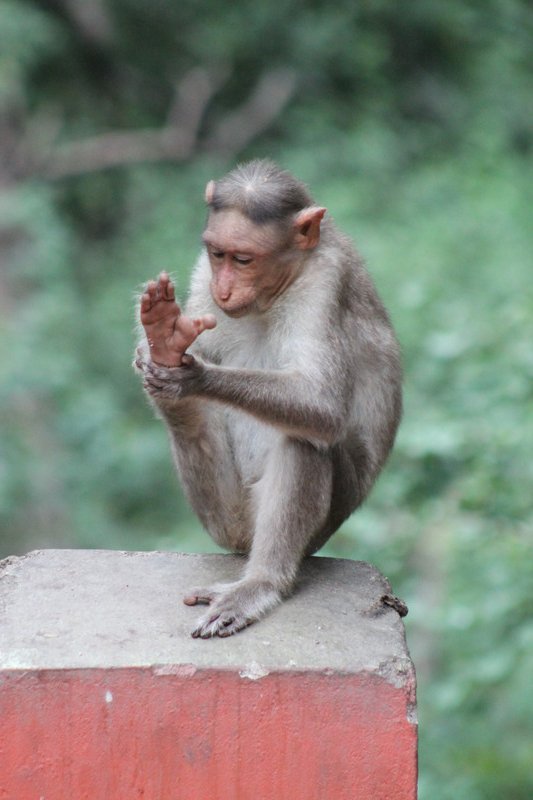 Bonnet Macaque (Macaca radiata), foot-inspector