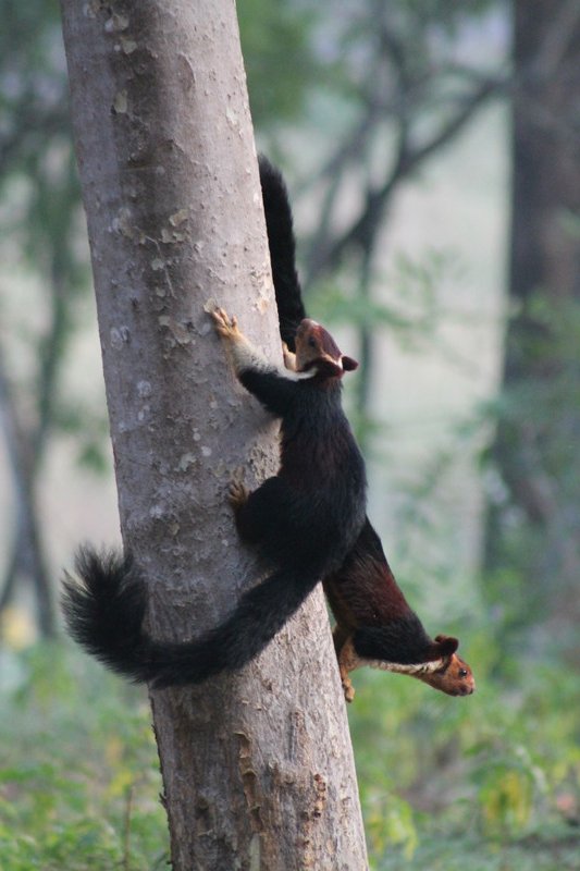 Malabar Giant Squirrels (Ratufa indica)