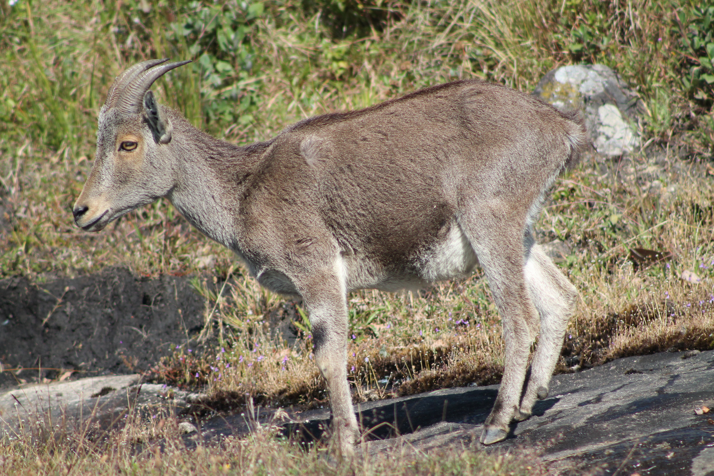 nilgiri-tahr-nilgiritragus-hylocrius-photo