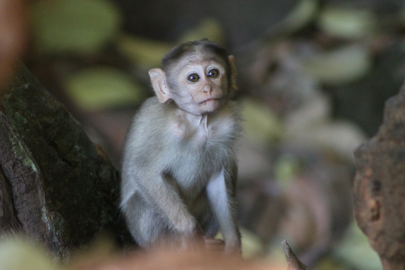 baby Bonnet Macaque (Macaca radiata)