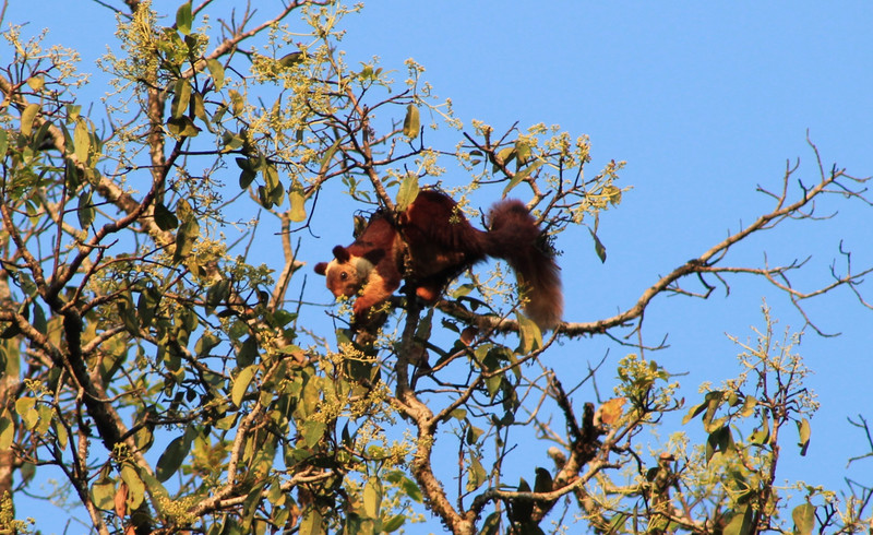 Malabar Giant Squirrel (Ratufa indica)