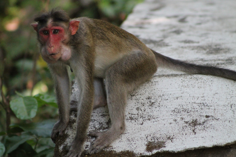Bonnet Macaque (Macaca radiata)