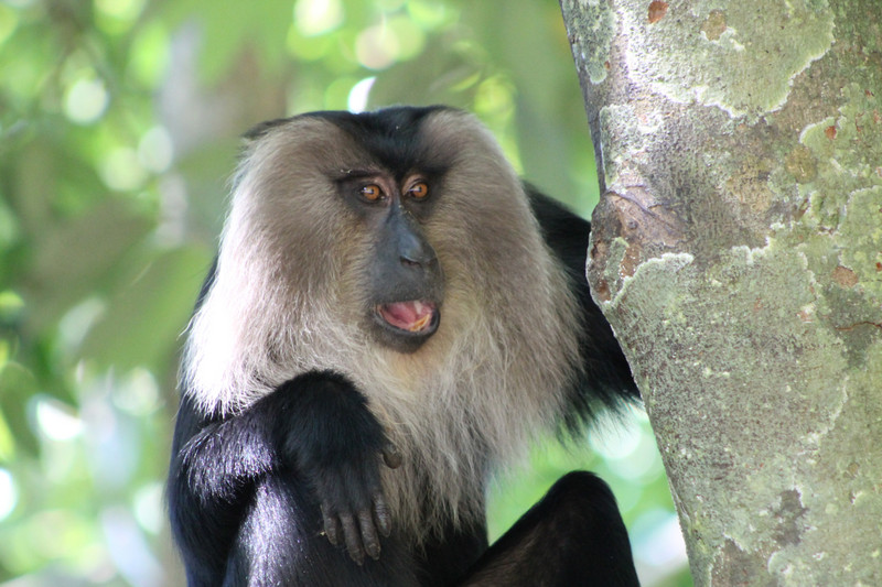 Lion-tailed Macaque (Macaca silenus)