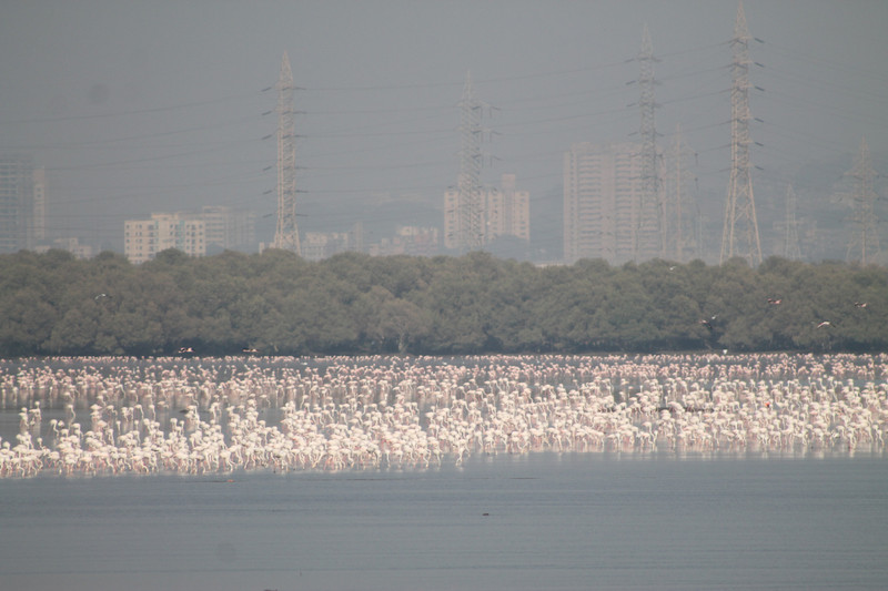 flamingoes at Sewri