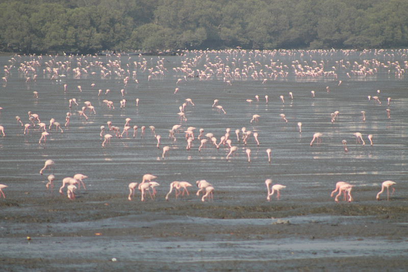 flamingoes at Sewri