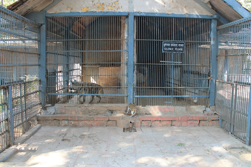 striped hyaena cages, Mumbai Zoo 