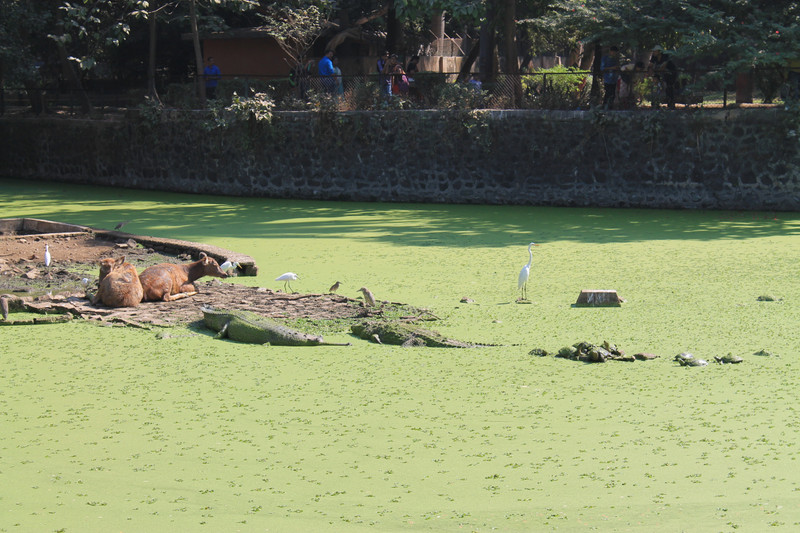 deer, crocodylians, and turtles; Mumbai Zoo