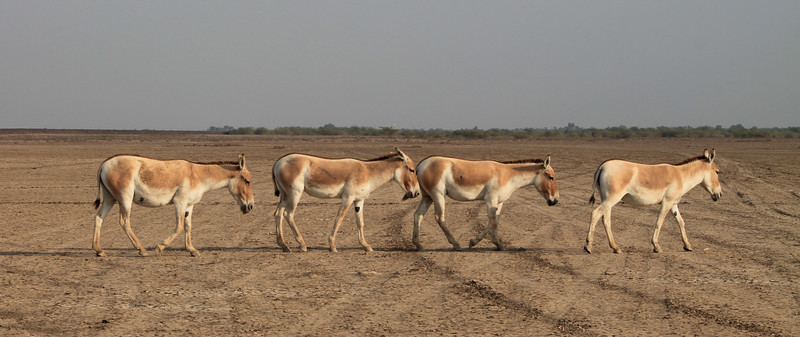 Indian Wild Ass (Equus hemionus khur)