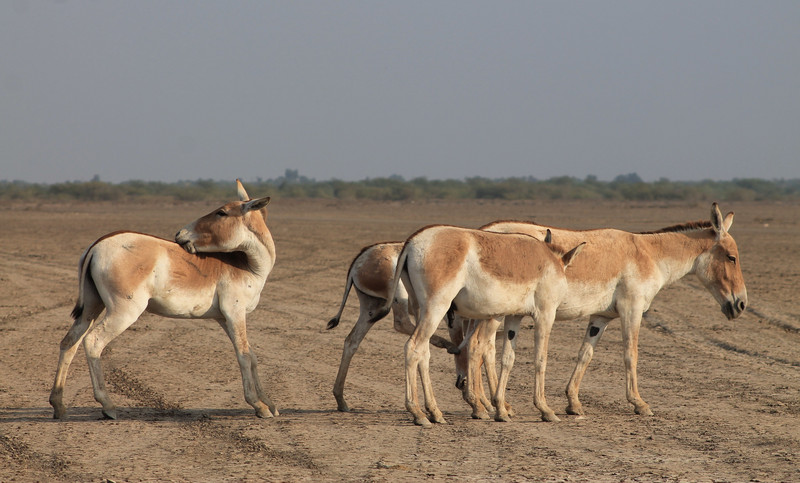 Indian Wild Ass (Equus hemionus khur)