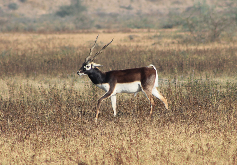 male Blackbuck (Antilope cervicapra)