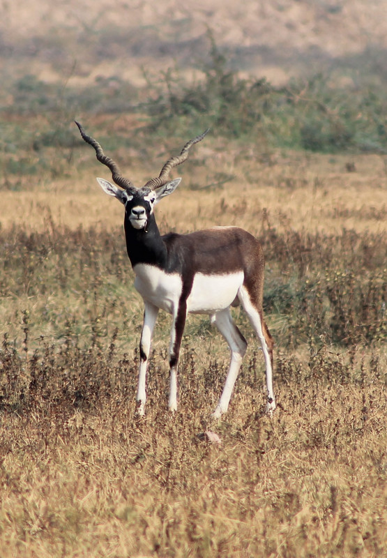 male Blackbuck (Antilope cervicapra)