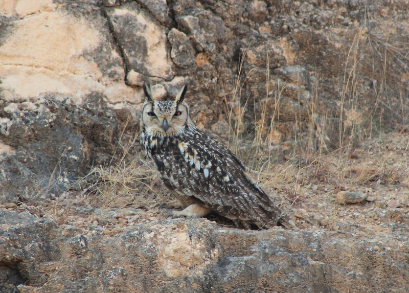 Indian Eagle Owl (Bubo bengalensis)