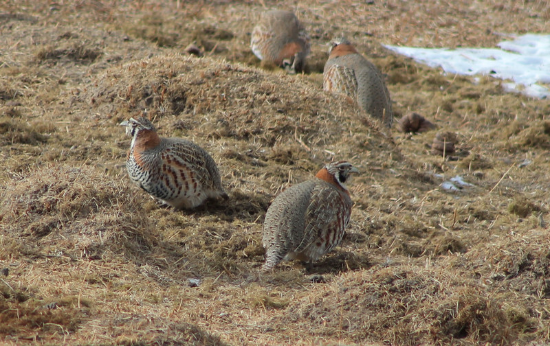 Tibetan Partridges (Perdix hodgsoniae)