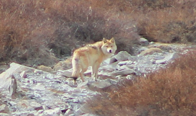 Tibetan Wolf (Canis lupus chanco)