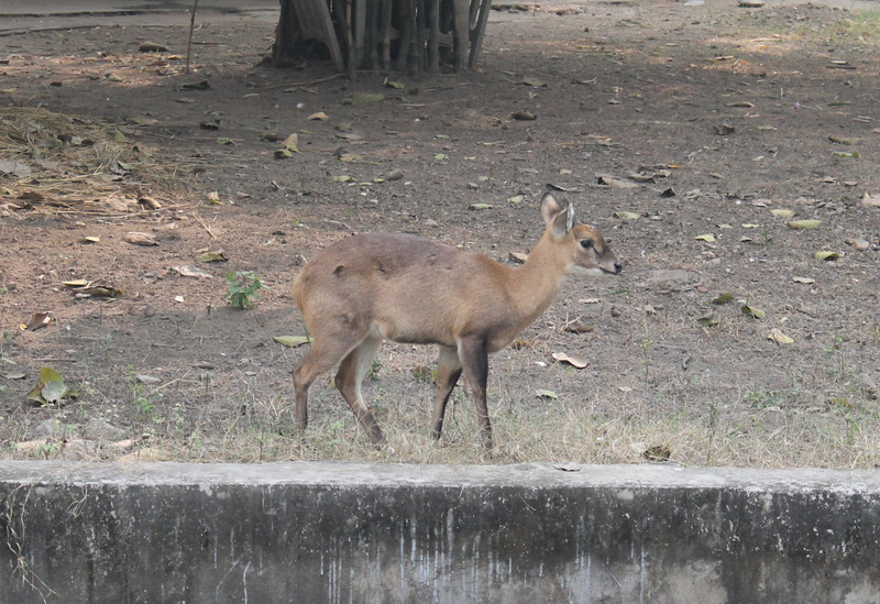 Chousingha (Tetracerus quadricornis) at Delhi Zoo 