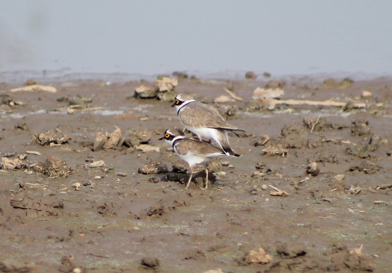 plovers playing horsey