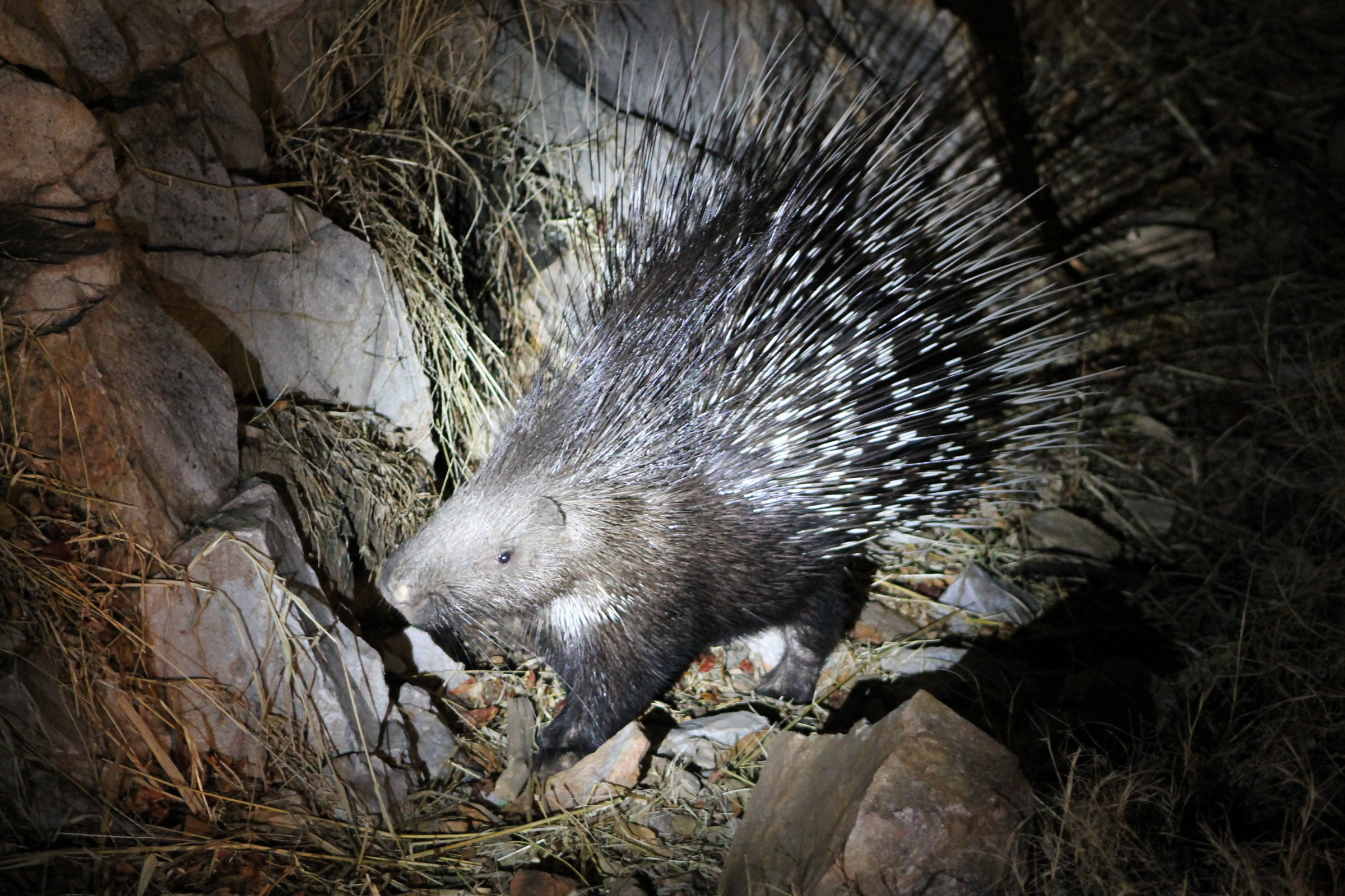 indian crested porcupine predators