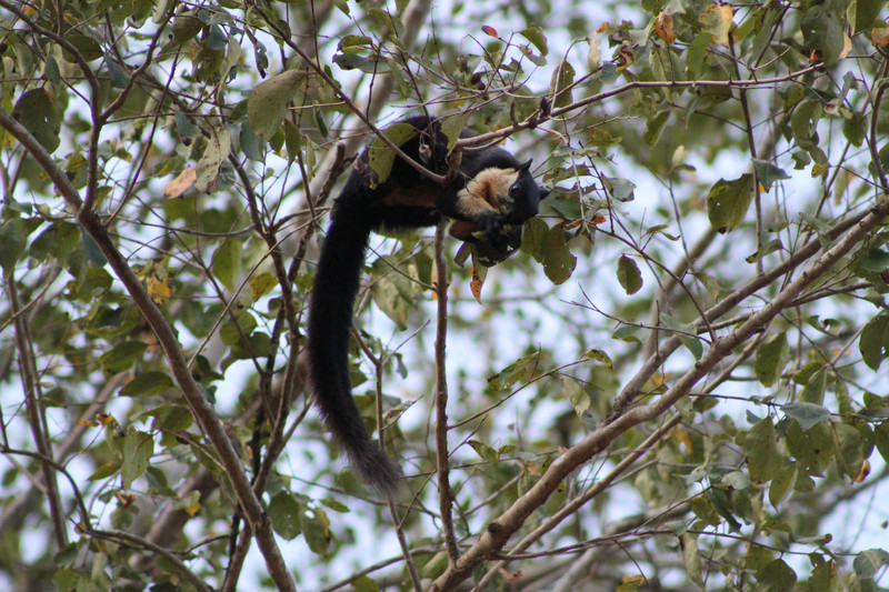 Black Giant Squirrel (Ratufa bicolor)
