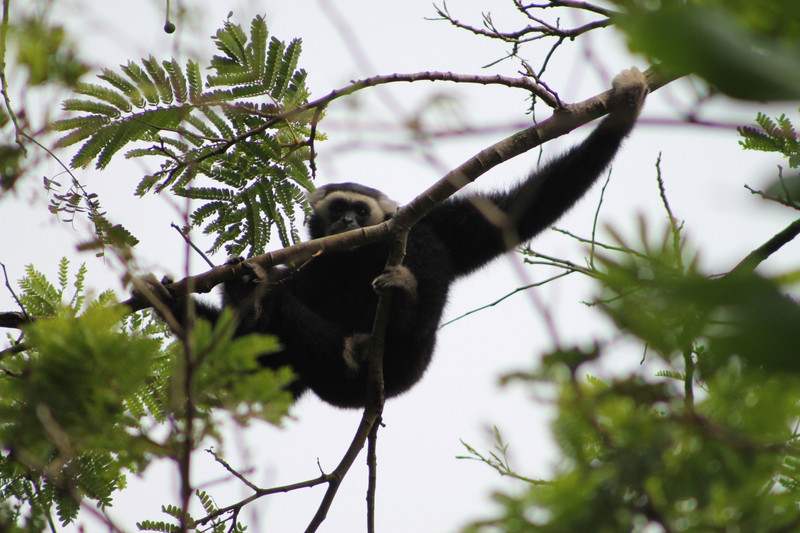 Pileated Gibbon (Hylobates pileatus)