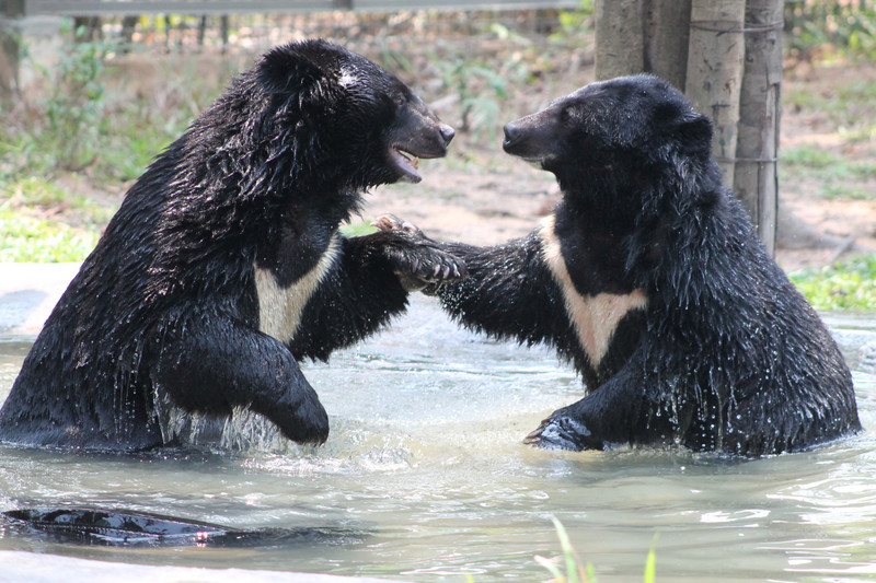 Asiatic Black Bears (Ursus thibetanus), play-fighting