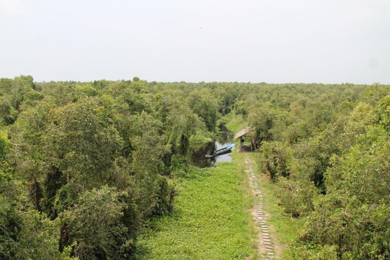 swamp forest, from the watch-tower