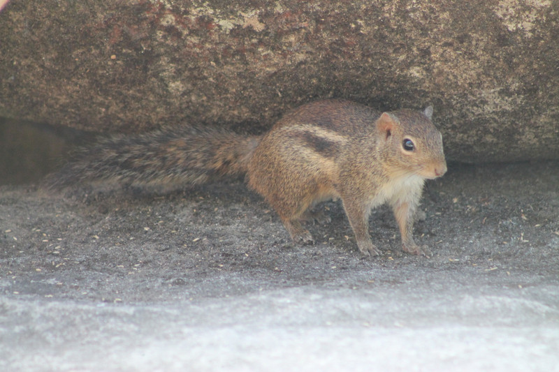 Berdmore's Ground Squirrel (Menetes berdmorei)