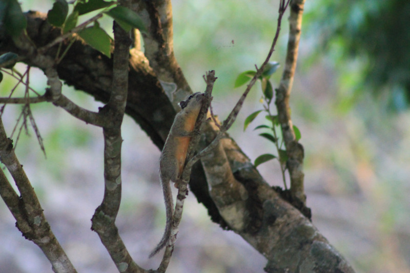 Cambodian Striped Squirrel (Tamiops rodolphii)