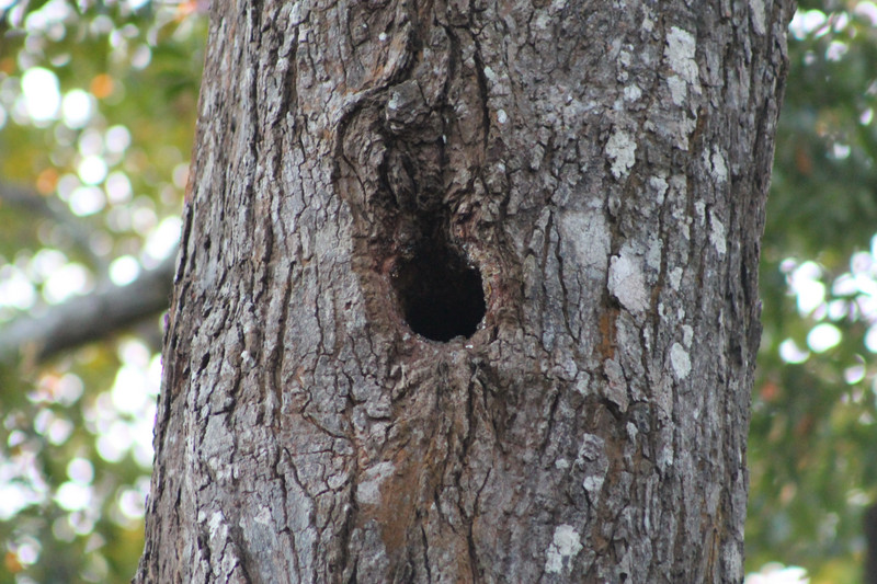 flying squirrel's tree-hole