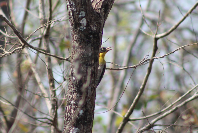Black-headed Woodpecker (Picus erythropygius)