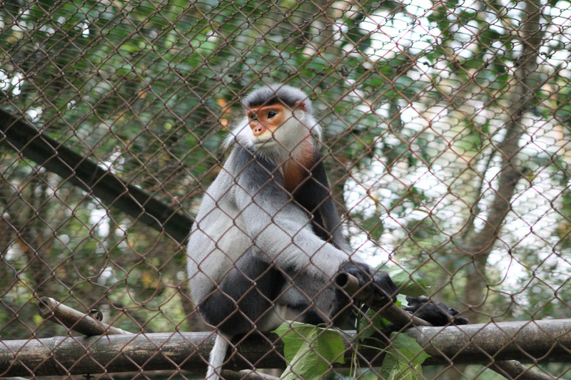 Grey-shanked Douc (Pygathrix cinerea)