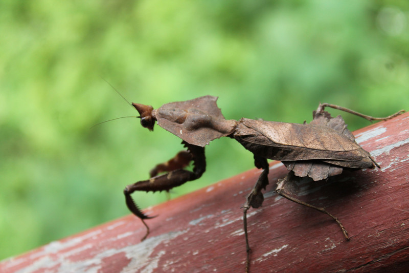 dead-leaf mantis
