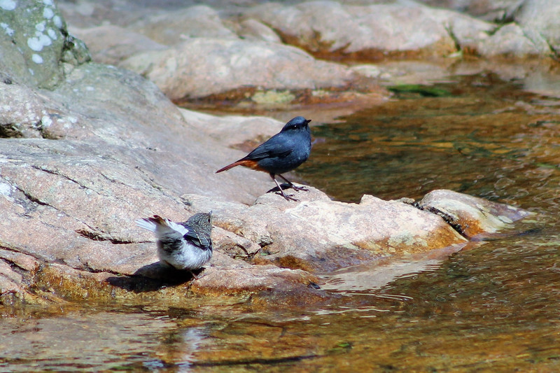 Plumbeous Water Redstarts (Rhyacornis fuliginosa)
