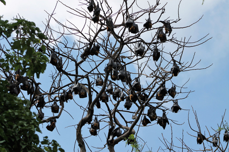 Lyle's Fruit Bats (Pteropus lylei)