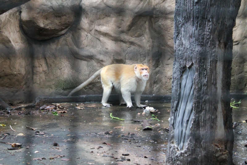 fat Crab-eating Macaque, Korat Zoo 
