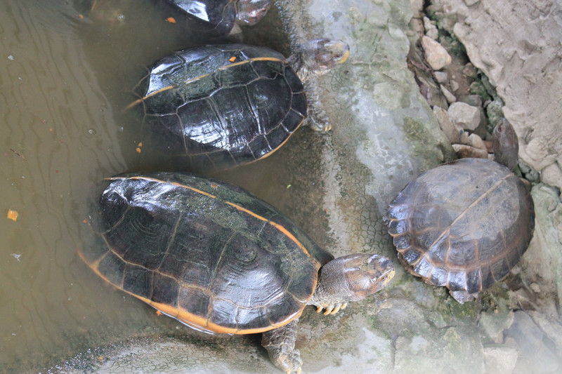 Giant Asian Pond Turtles (Heosemys grandis)