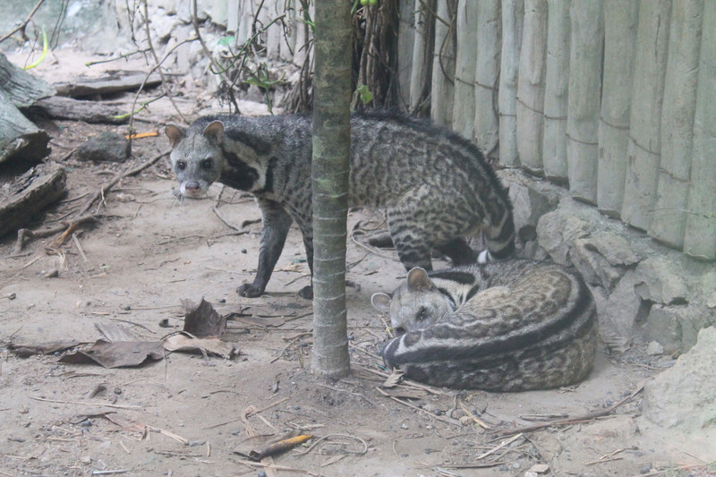 Large Indian Civets (Viverra zibetha)