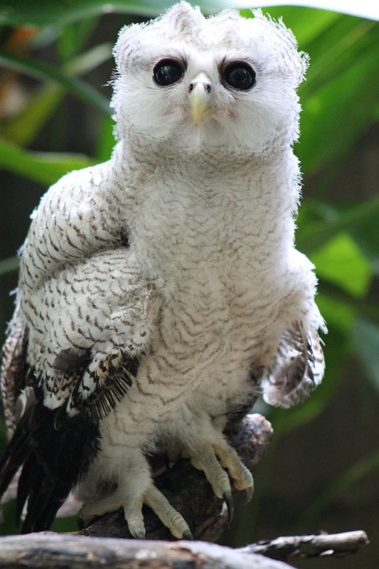 juvenile Malay Eagle Owl (Bubo sumatranus)