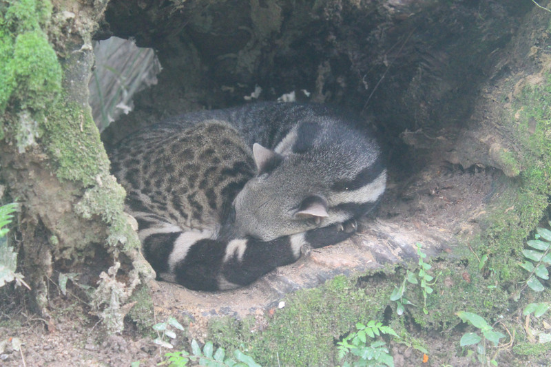 Large Indian Civet (Viverra zibetha)