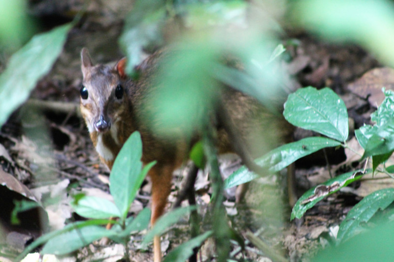 Lesser Mouse Deer (Tragulus kanchil)