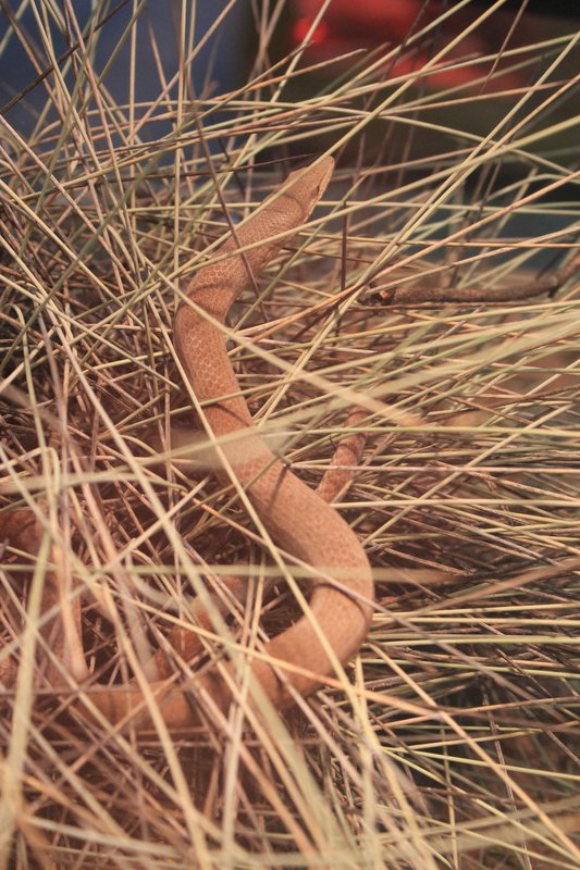Burton's Legless Lizard (Lialis burtonis) at Healesville