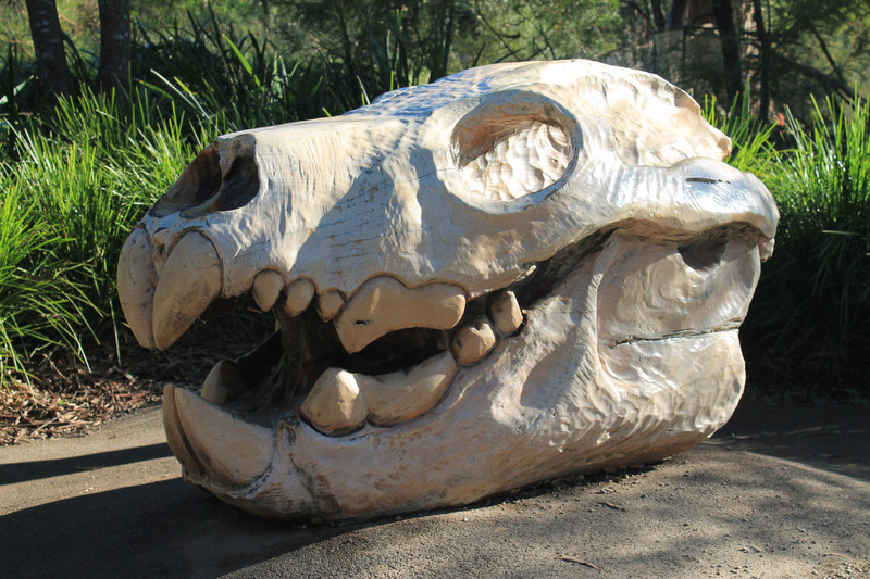 Thylacoleo (Marsupial Lion) skull at Healesville 